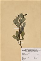 藏品(饅頭果)的圖片